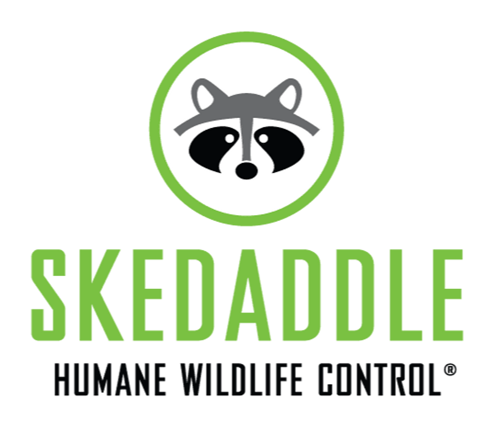 Skedaddle